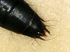 Tachinus lignorum