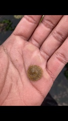 Trochita trochiformis