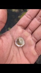 Trochita trochiformis