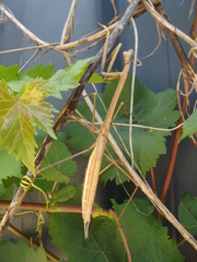 Archimantis brunneriana