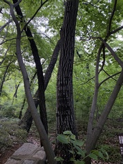 Tilia miqueliana