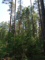 Pinus sylvestris