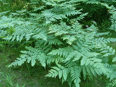 Pteridium pinetorum