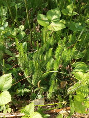 Spinulum annotinum