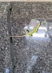 Anolis carolinensis