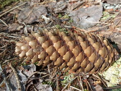 Picea abies