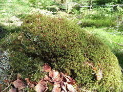 Dicranum flexicaule