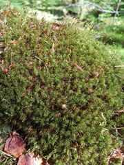 Dicranum flexicaule