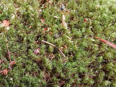 Dicranum flexicaule