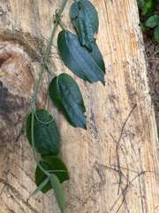Passiflora trinervia