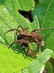 Alopecosa pulverulenta