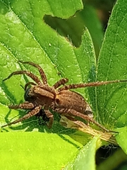 Alopecosa pulverulenta