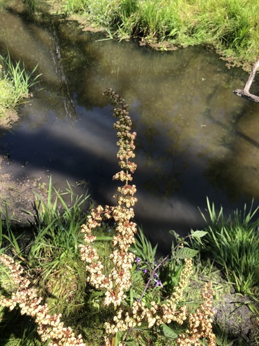 Rumex crispus iNat (1)