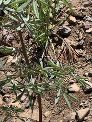 Lupinus albicaulis