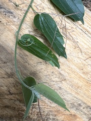 Passiflora trinervia