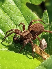 Alopecosa pulverulenta