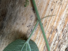 Passiflora trinervia