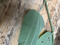 Passiflora trinervia