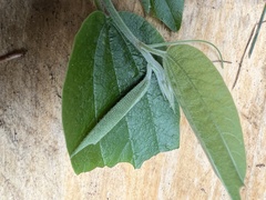 Passiflora trinervia