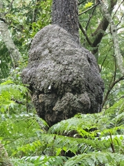 Nasutitermes walkeri