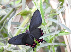 Parides bunichus perrhebus