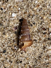 Cerithideopsis californica