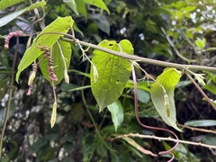Passiflora trinervia