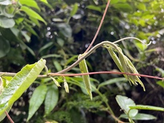 Passiflora trinervia