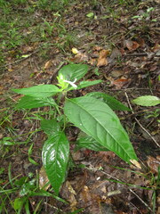 Yeatesia viridiflora