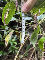 Passiflora trinervia