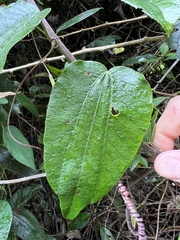Passiflora trinervia