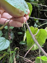 Passiflora trinervia