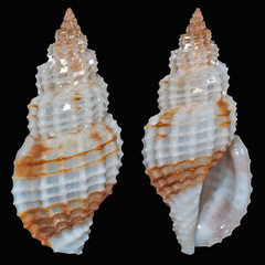Pseudodaphnella philippinensis