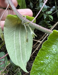 Passiflora trinervia