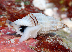 Pseudodaphnella philippinensis