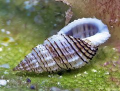 Pseudodaphnella philippinensis