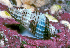 Pseudodaphnella philippinensis