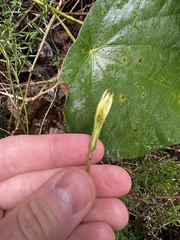 Passiflora trinervia