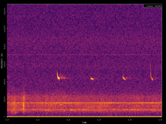 Pipistrellus pipistrellus