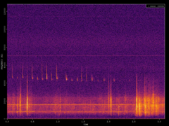 Pipistrellus pipistrellus