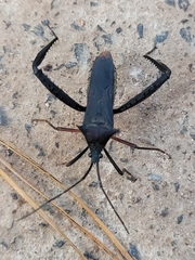 Stenometapodus impictus