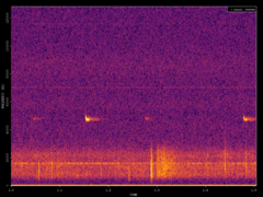 Pipistrellus pipistrellus