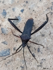 Stenometapodus impictus