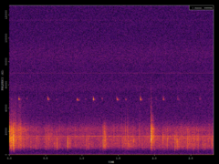 Pipistrellus pipistrellus