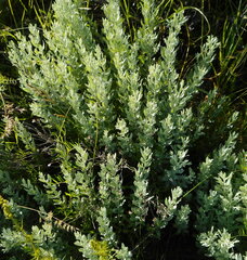 Galatella villosa