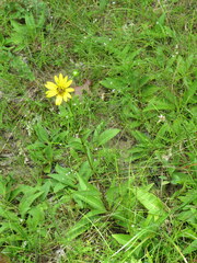 Silphium confertifolium
