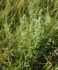 Galatella villosa