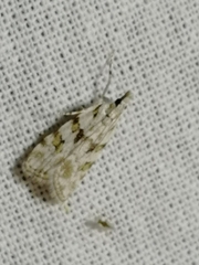 Scoparia ingratella
