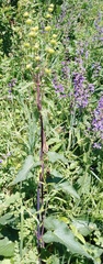 Phlomoides tuberosa
