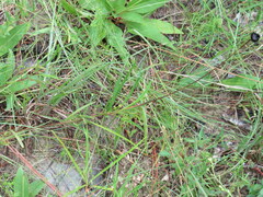 Coreopsis grandiflora inclinata